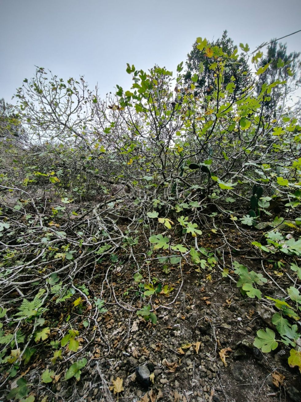 Agricultural land for sale in  Garachico, Spain - P2207