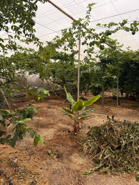 Agricultural land for sale in  Guía de Isora, Spain - TR-2996