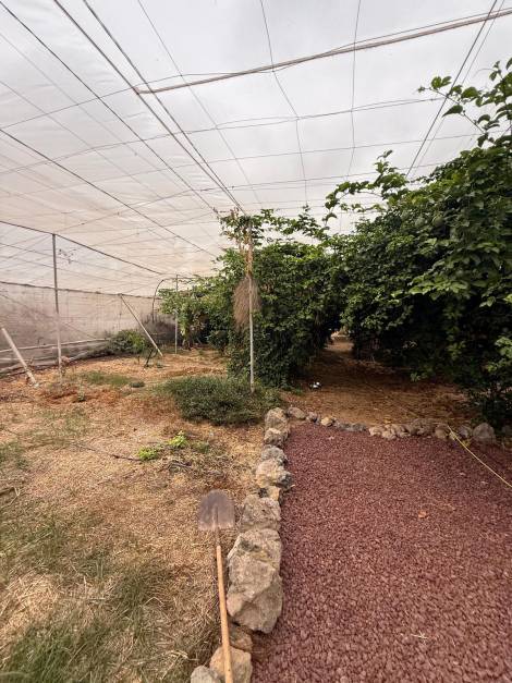 Agricultural land for sale in  Guía de Isora, Spain - TR-2996