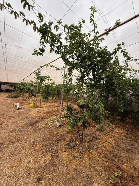 Agricultural land for sale in  Guía de Isora, Spain - TR-2996