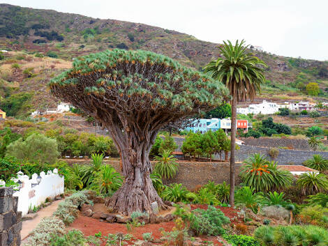 Parque del Drago