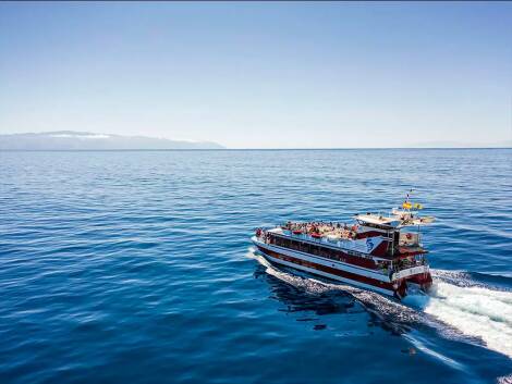 Royal Delfin 