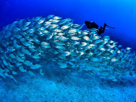 Tenerife Dive Experience