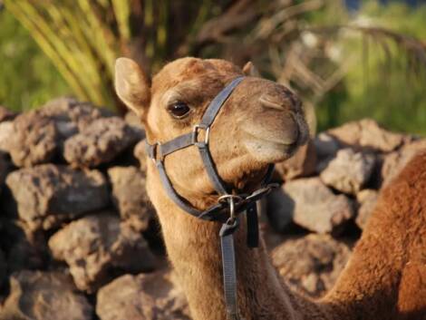 Camel Park
