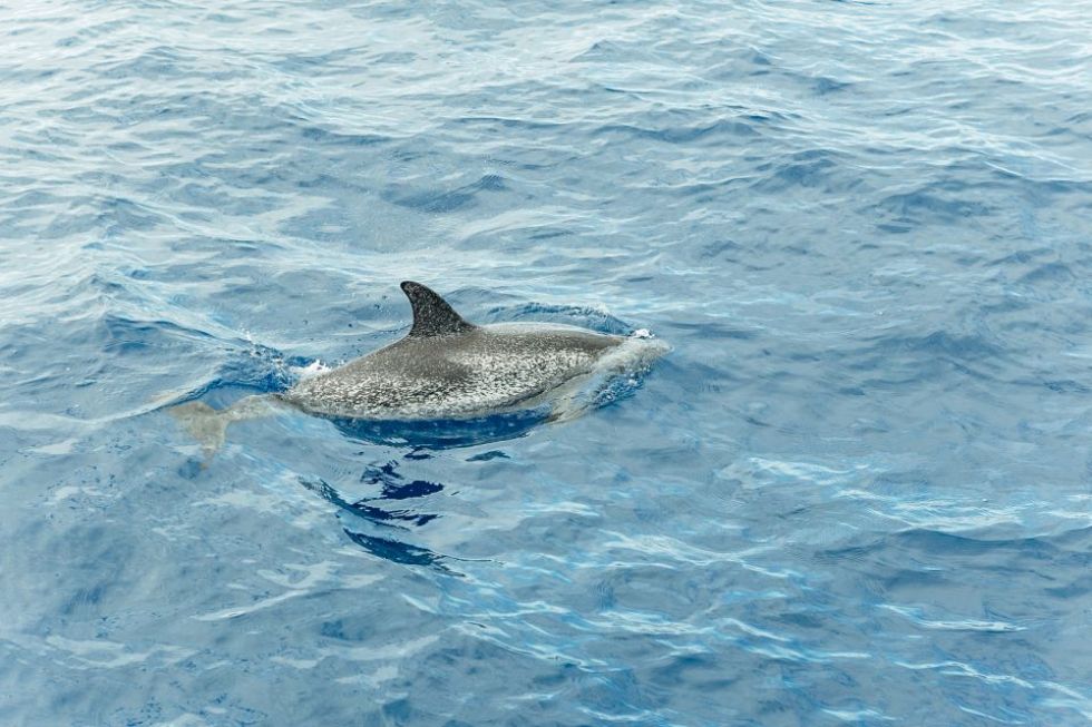 2 Hour - Whale and Dolphin Watching with Lunch and Swimming