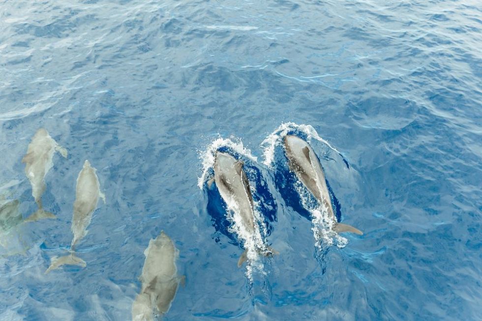 2 Hour - Whale and Dolphin Watching with Lunch and Swimming