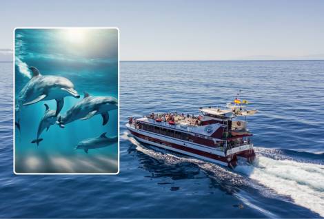 2 Hour - Whale and Dolphin Watching with Lunch and Swimming