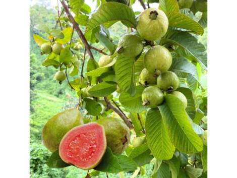 House for sale in  La Esperanza, Spain - TRC-3027