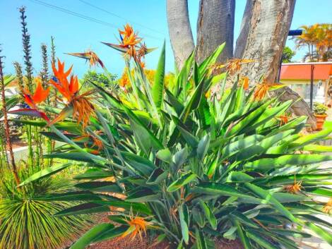 House for sale in  Santa Úrsula, Spain - TRC-3034