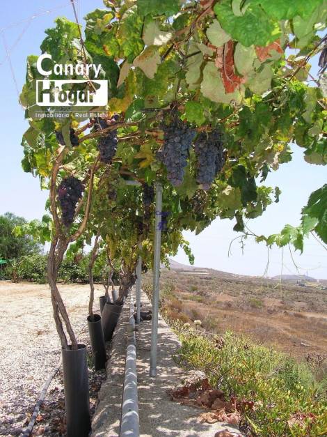 Independent house for sale in  Aldea Blanca, Spain - 053251