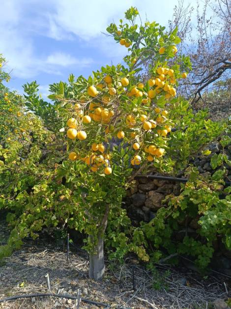 Independent house for sale in  Guía de Isora, Spain - 24381