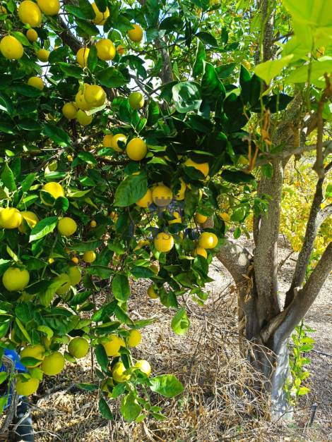 Independent house for sale in  Guía de Isora, Spain - 24381