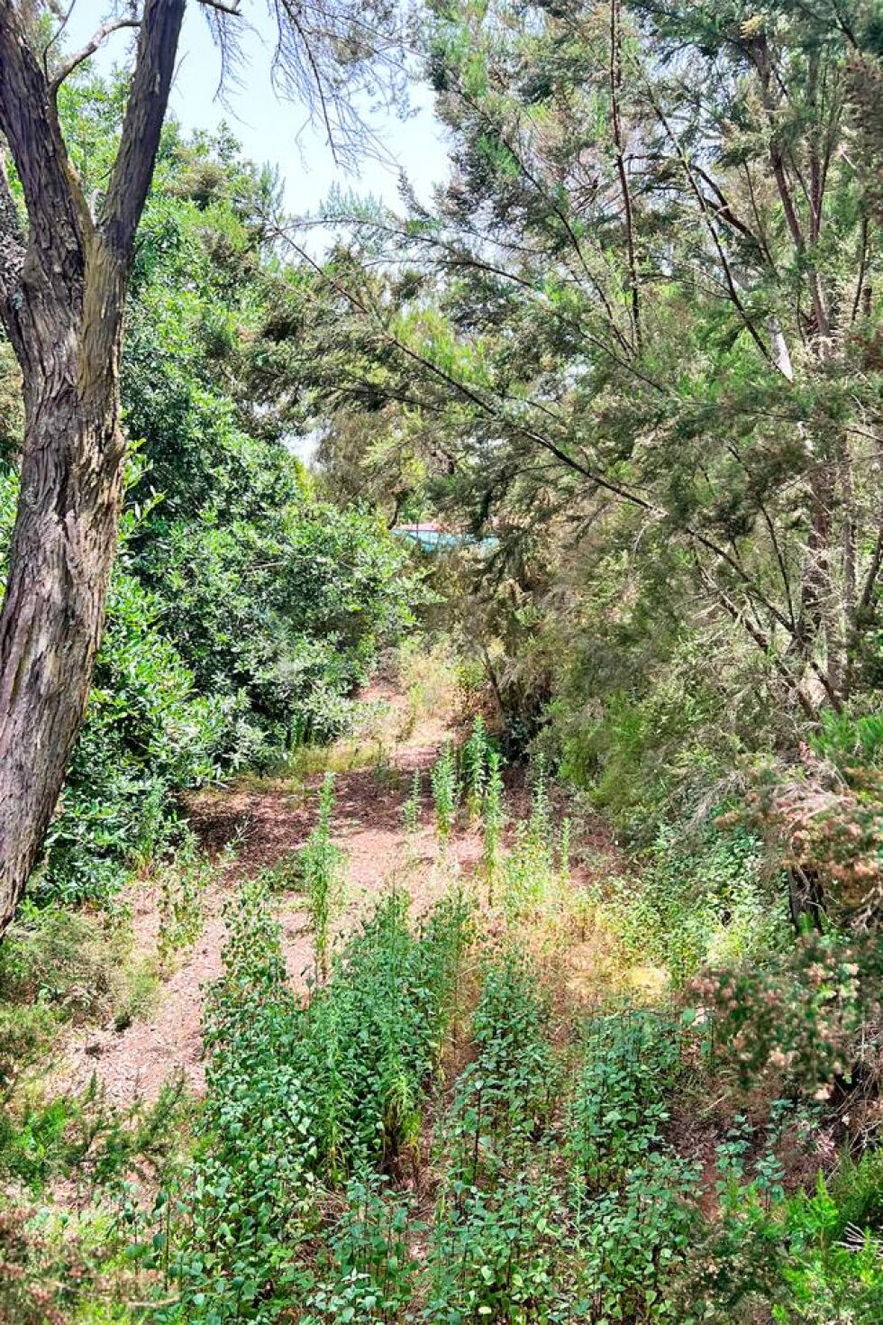 Land for sale in  El Tanque, Spain - LWP7170 Parcela en Ruigomez (El Tanque)