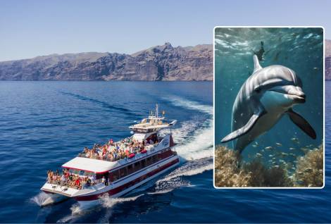 Whale and Dolphin Watching with Lunch and Swimming