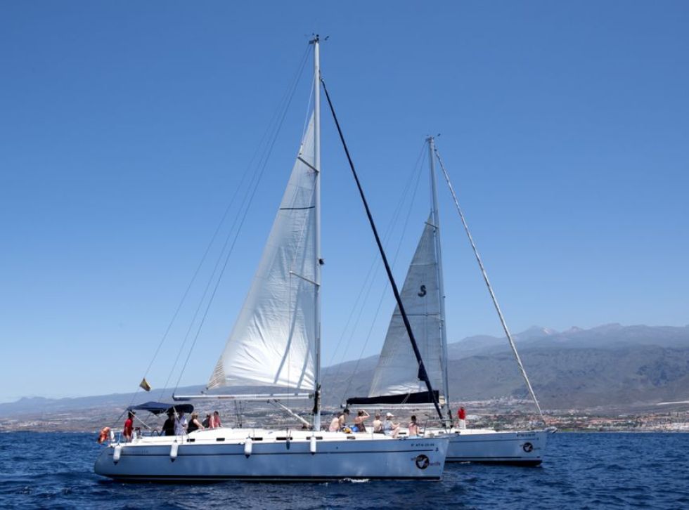 Private Sailboat for Discovering Whales and Dolphins