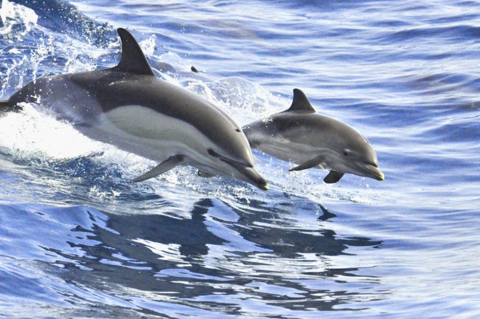Private Sailboat for Discovering Whales and Dolphins