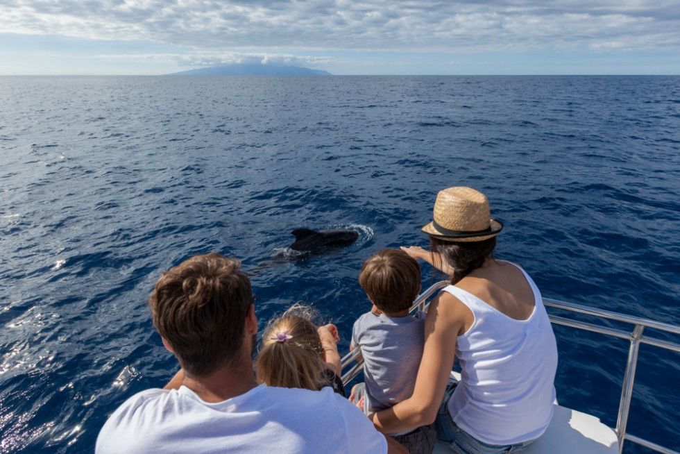 Private Sailboat for Discovering Whales and Dolphins