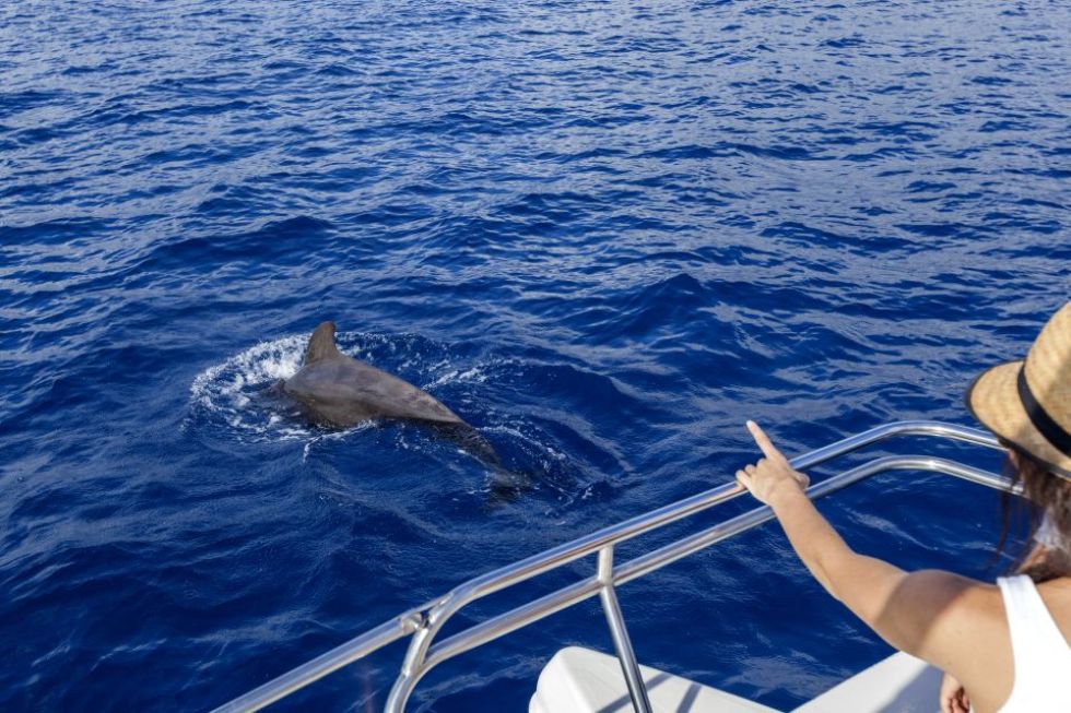 Private Cruise for Dolphins and Whales