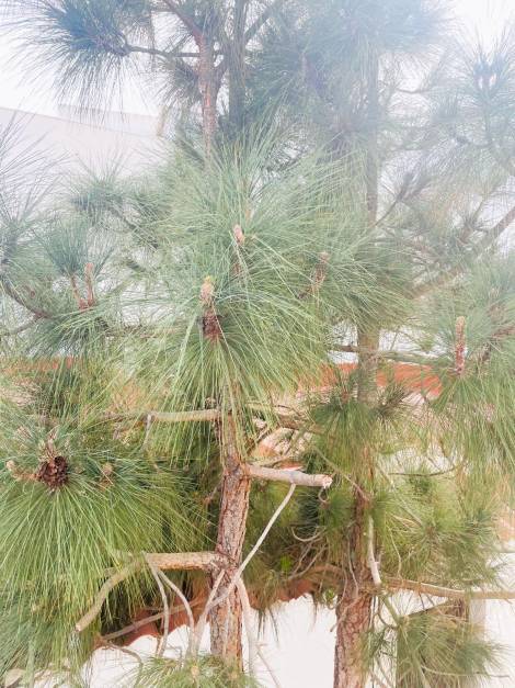 Semi-detached house for sale in  Adeje, Spain - 053101