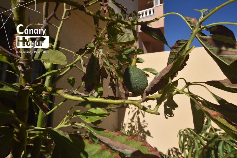 Semi-detached house for sale in  El Médano, Spain - 057581