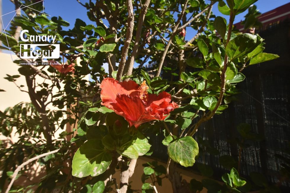 Semi-detached house for sale in  El Médano, Spain - 057581