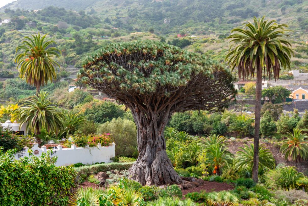 Teide Masca (Grand Tour)