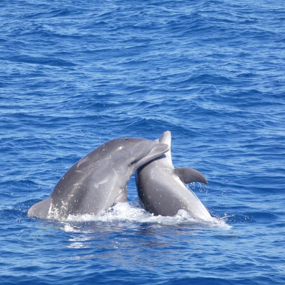 Whale and Dolphin Cruise with Food and drinks