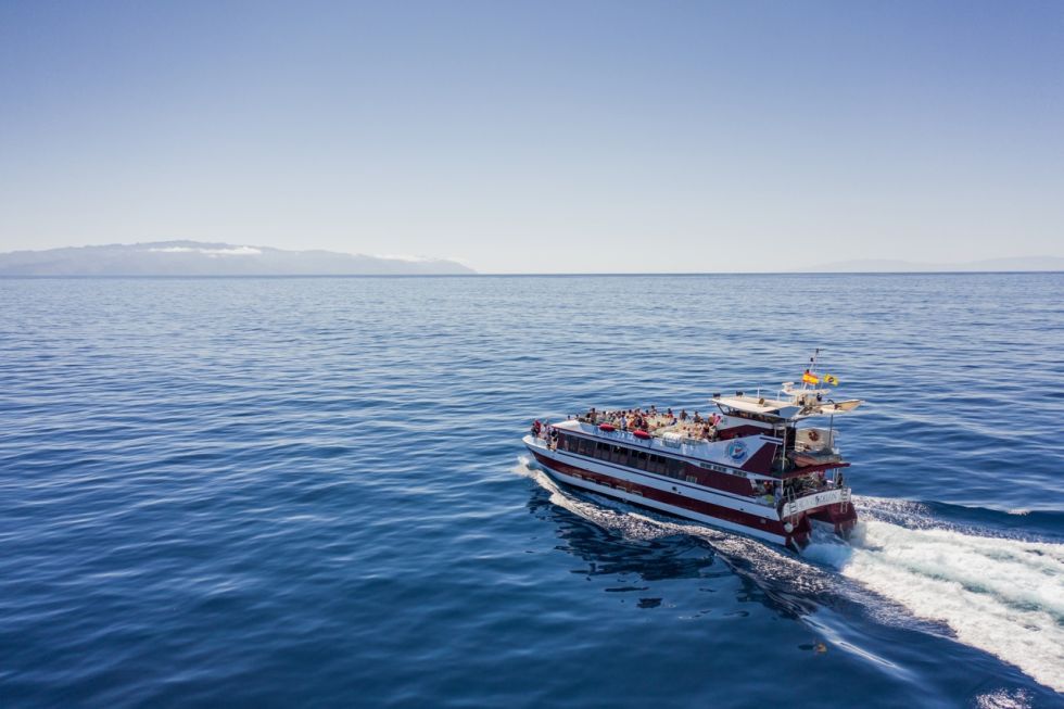 Whale and Dolphin Watching with Lunch and Swimming