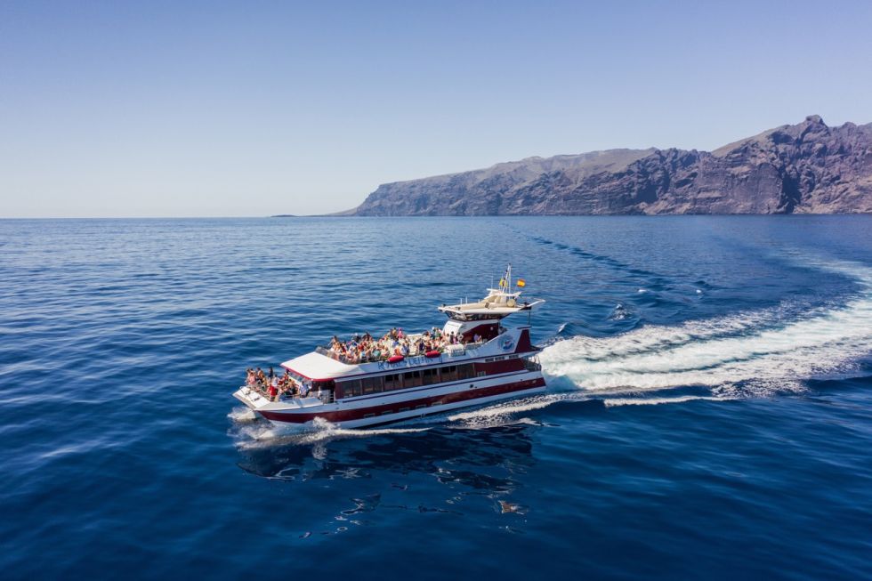 Whale and Dolphin Watching with Lunch and Swimming