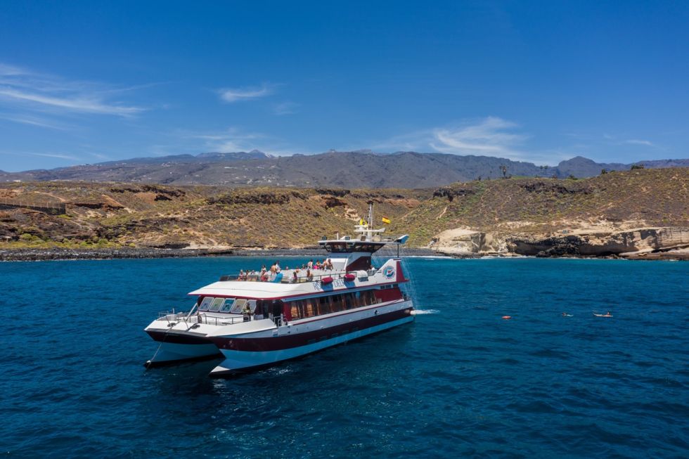 Whale and Dolphin Watching with Lunch and Swimming