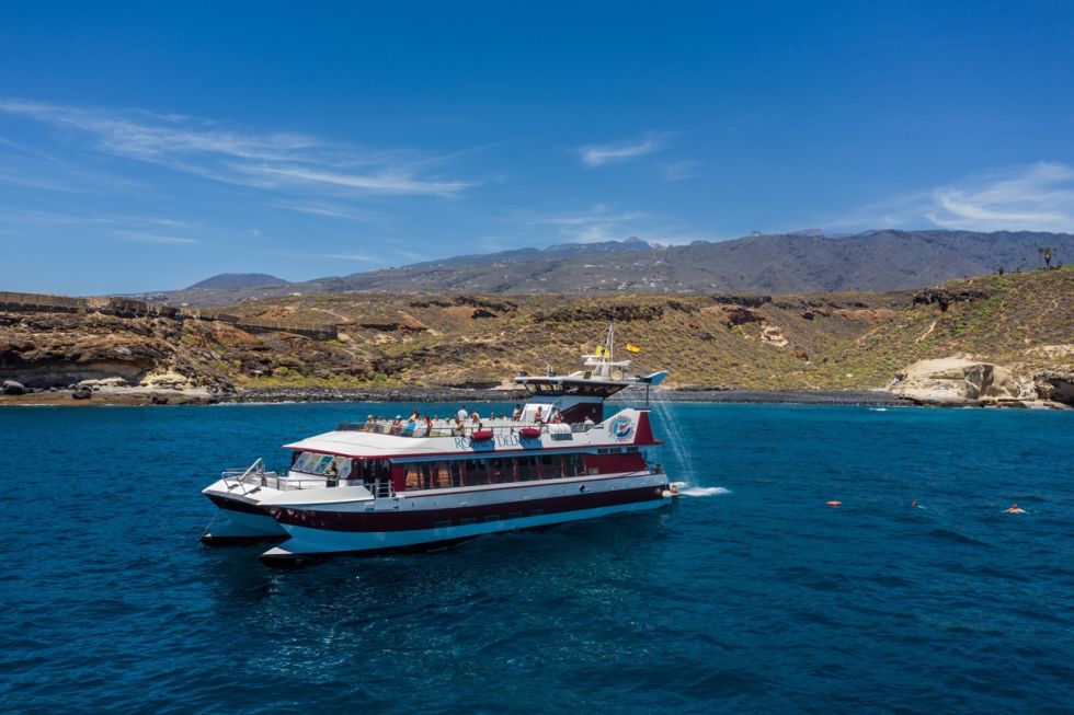 Whale and Dolphin Watching with Lunch and Swimming