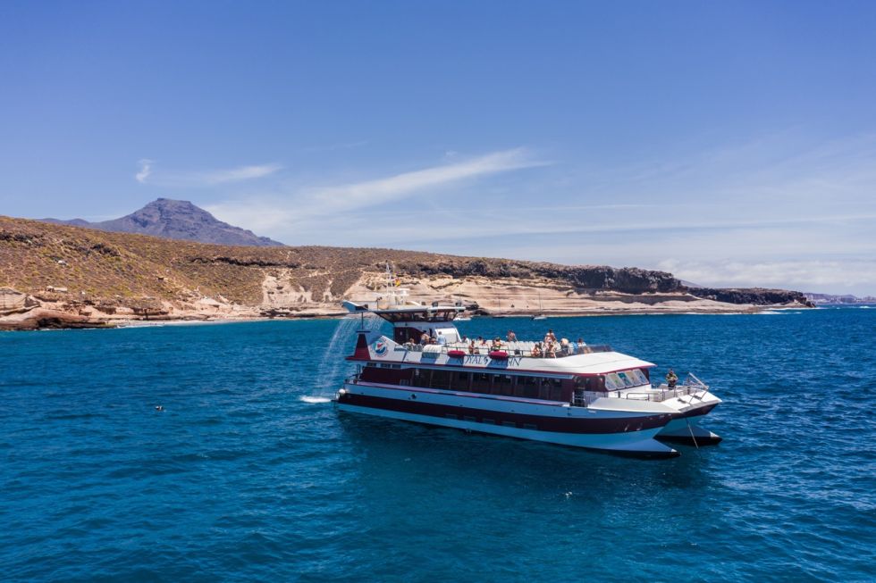 Whale and Dolphin Watching with Lunch and Swimming