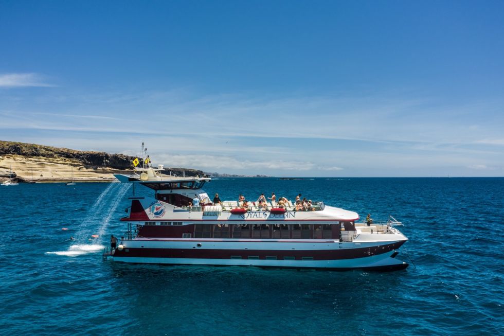 Whale and Dolphin Watching with Lunch and Swimming