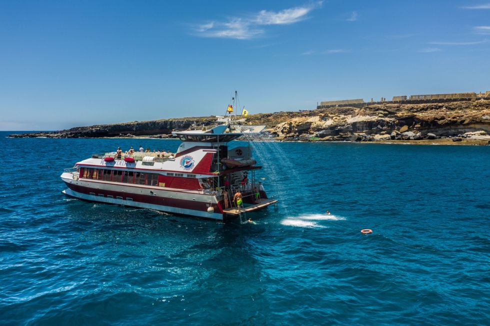 Whale and Dolphin Watching with Lunch and Swimming