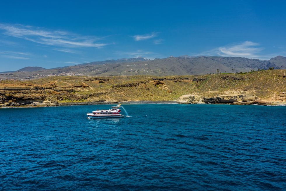 Whale and Dolphin Watching with Lunch and Swimming