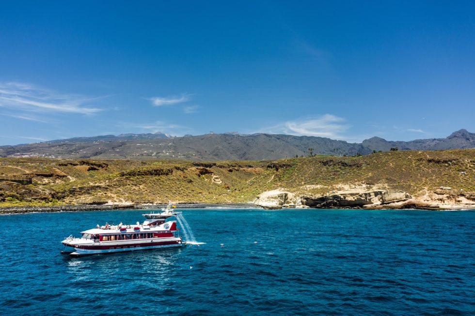 Whale and Dolphin Watching with Lunch and Swimming