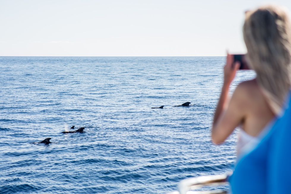 Whale and Dolphin Watching with Lunch and Swimming