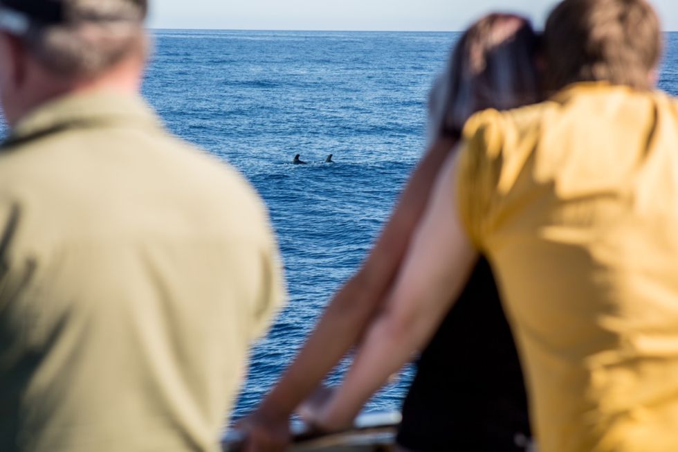 Whale and Dolphin Watching with Lunch and Swimming