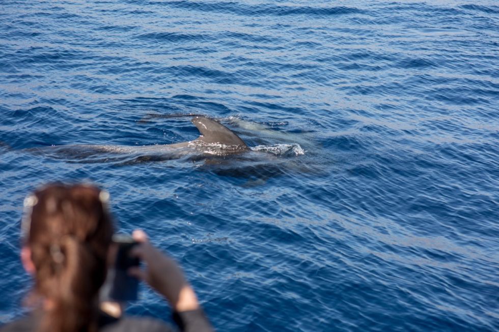 Whale and Dolphin Watching with Lunch and Swimming