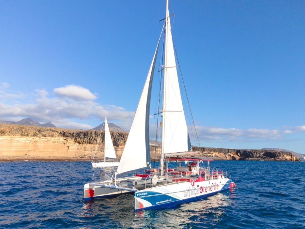 Whales Listening Eco-Catamaran Tour with Food Tasting