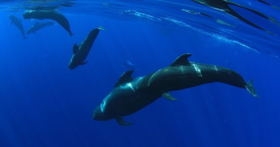 Whales Listening Eco-Catamaran Tour with Food Tasting